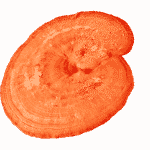 MycoMedica REISHI Grzyb Ganoderma Ekstrakt 30% 90 k Sklep Cena