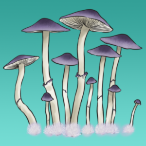 Psilocybe Natalensis Płynne Kultury - 12ml