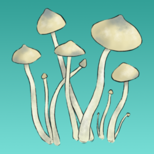 Psilocybe ovoideocystidiata Płynne Kultury - 12ml